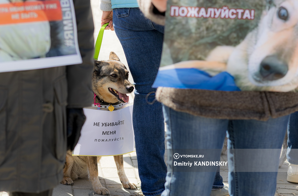«Бояться надо не собак, а тех, кто их убивает»: массовый пикет в защиту бездомных животных прошел в Томске